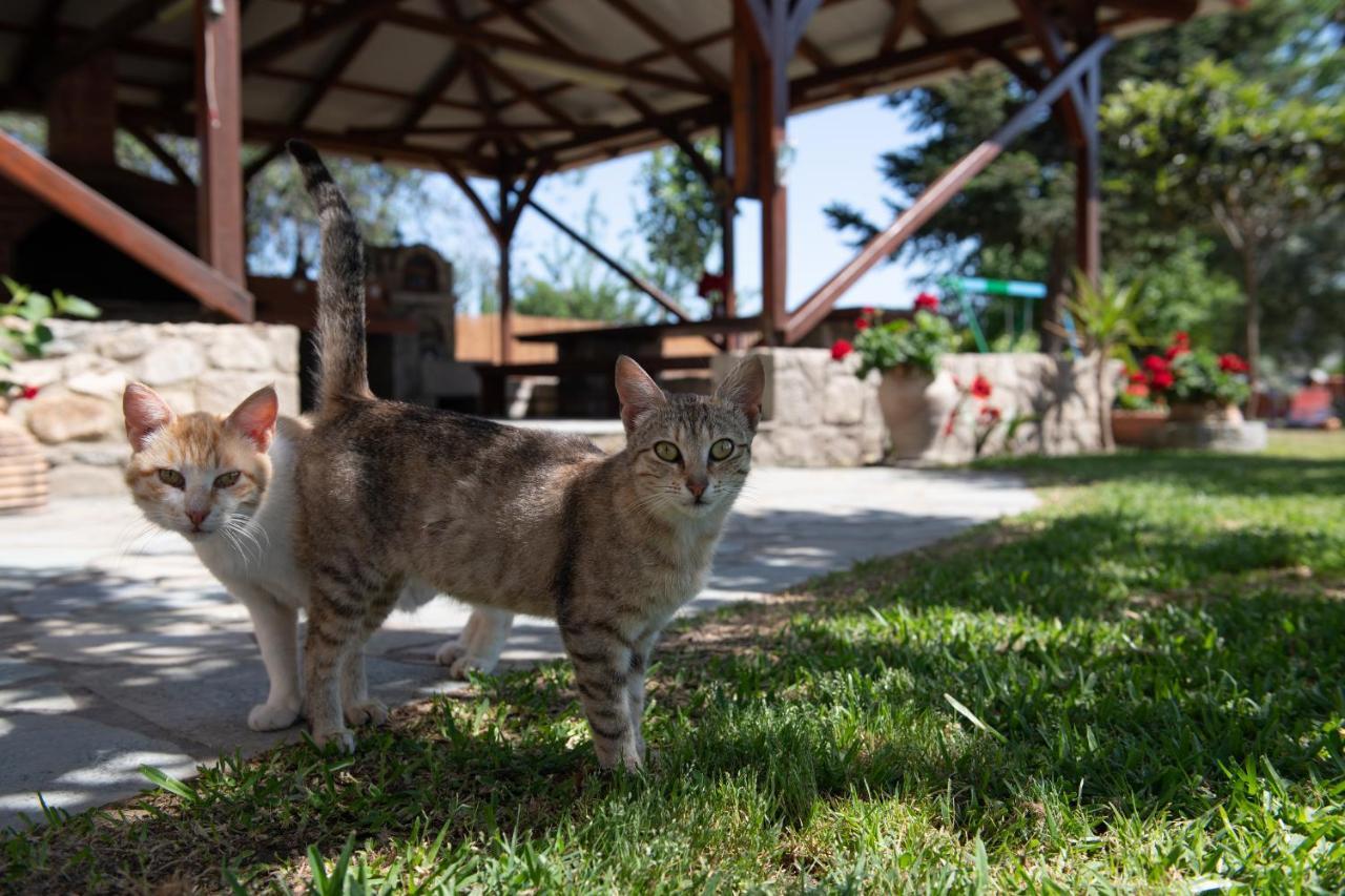 Villa Tsitreli Sykia Zewnętrze zdjęcie
